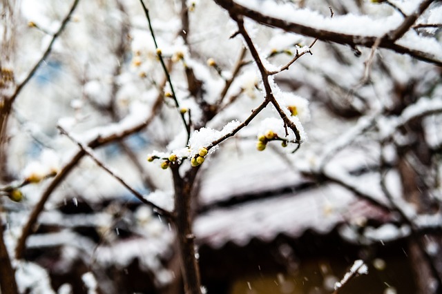 中国冰雪运 中国冰雪运